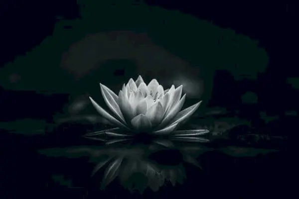 Một nhiếp ảnh gia đang chụp ảnh hoa sen