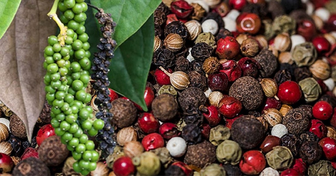 Hiện nay, giá tiêu trong nước đang dao động trong khoảng 147.000 – 150.000 đồng/kg