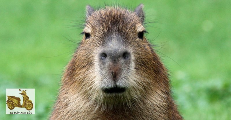 capybara là gì - Kích thước và ngoại hình capybara là gì - Kích thước và ngoại hình