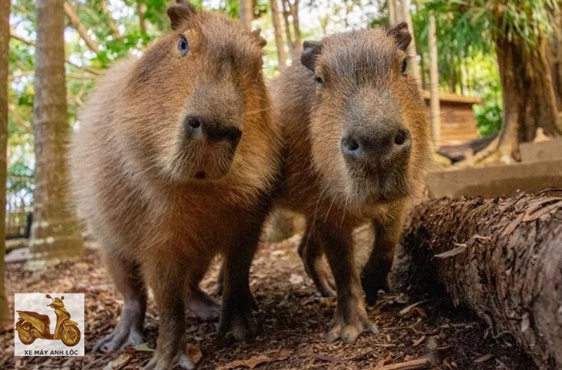 capybara là gì - Khu vực sinh học capybara là gì - Khu vực sinh học