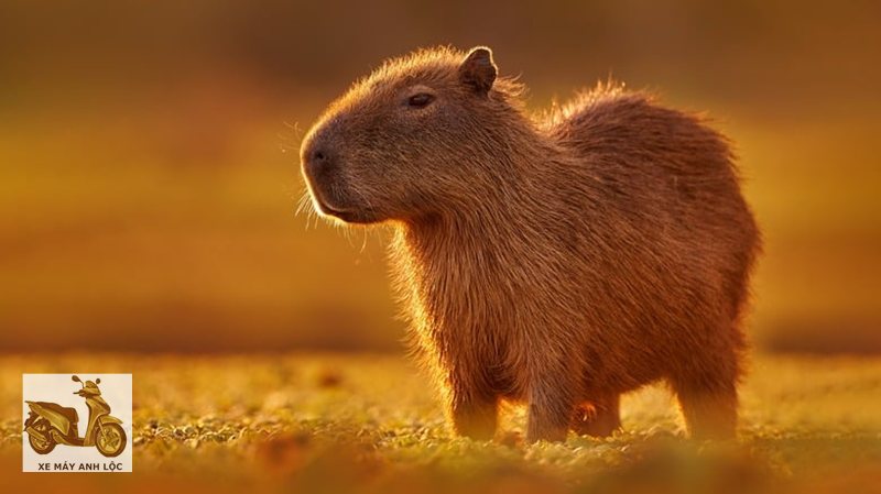 capybara là gì - Tình trạng pháp lý và đạo đức capybara là gì - Tình trạng pháp lý và đạo đức