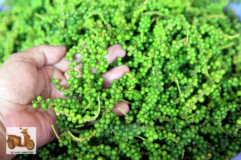 giá tiêu hôm nay - Miền Trung và một số điểm thu gom giá tiêu hôm nay - Miền Trung và một số điểm thu gom