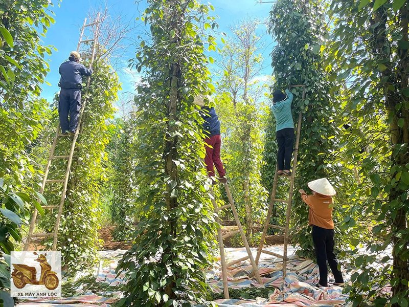 giá tiêu hôm nay - Chính sách và tiêu chuẩn nhập khẩu giá tiêu hôm nay - Chính sách và tiêu chuẩn nhập khẩu