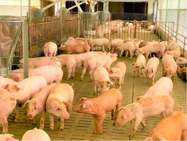 Giá heo hơi hôm nay - Các yếu tố tác động trực tiếp đến giá Giá heo hơi hôm nay - Các yếu tố tác động trực tiếp đến giá