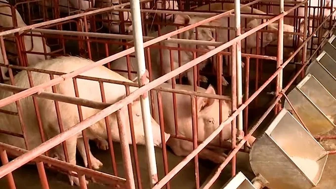 Giá heo hơi hôm nay - Áp lực chi phí và bài toán hòa vốn Giá heo hơi hôm nay - Áp lực chi phí và bài toán hòa vốn