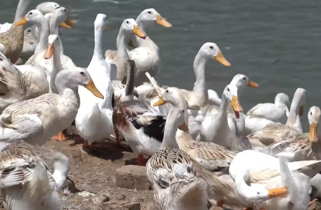 Bài hát Một con vịt - Giúp bé phát triển ngôn ngữ và nhịp điệu Bài hát Một con vịt - Giúp bé phát triển ngôn ngữ và nhịp điệu