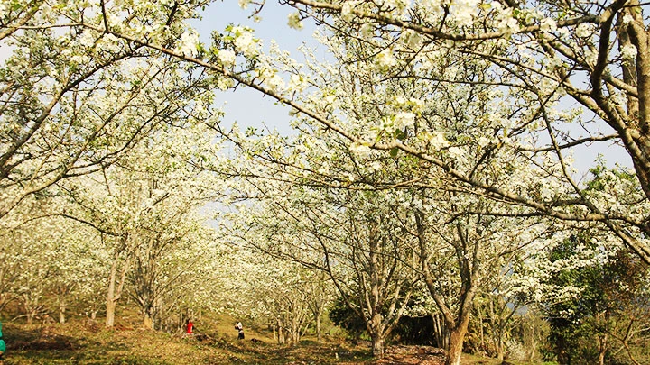 Chuyện tình hoa lê nở - Thể loại và màu sắc cảm xúc Chuyện tình hoa lê nở - Thể loại và màu sắc cảm xúc