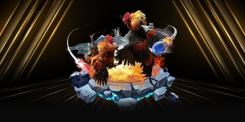 Những lưu ý quan trọng khi cá cược đá gà trực tuyến