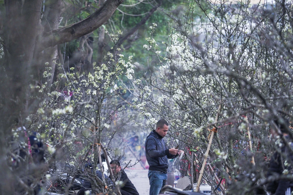 Chuyện tình hoa lê nở - Bối cảnh và nhịp chap Chuyện tình hoa lê nở - Bối cảnh và nhịp chap