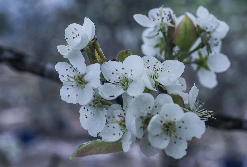 Chuyện tình hoa lê nở - Nhân vật phụ và xung đột Chuyện tình hoa lê nở - Nhân vật phụ và xung đột