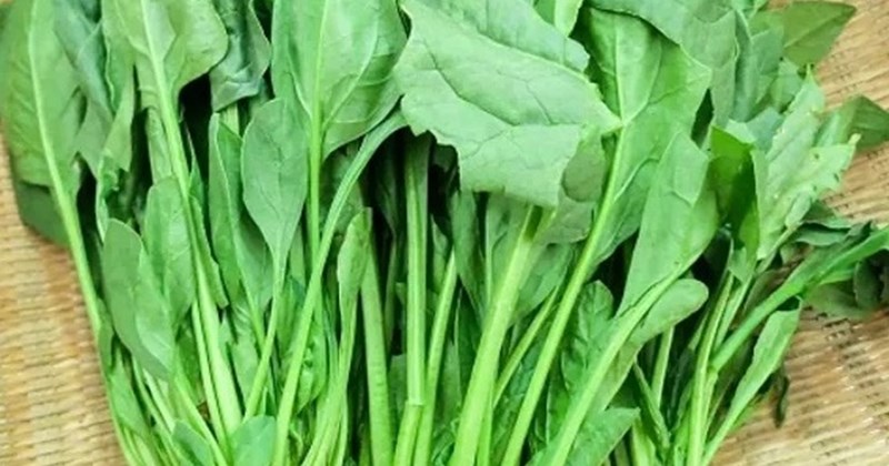 Cải Bó Xôi - Nhiệt độ, ánh sáng và thời vụ Cải Bó Xôi - Nhiệt độ, ánh sáng và thời vụ