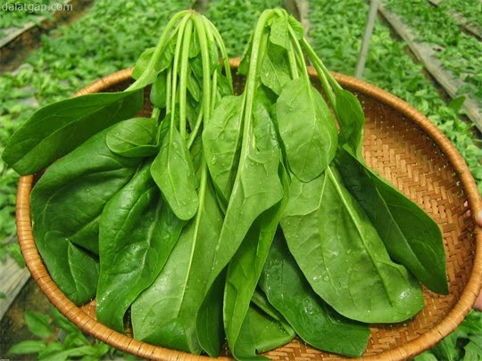 Cải Bó Xôi - Thu hoạch đúng thời điểm Cải Bó Xôi - Thu hoạch đúng thời điểm