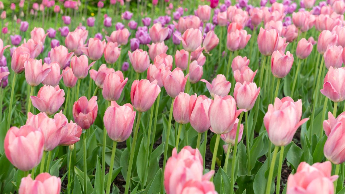 Hoa Tulip - Thông điệp phổ quát: tình yêu và sự trân trọng Hoa Tulip - Thông điệp phổ quát: tình yêu và sự trân trọng