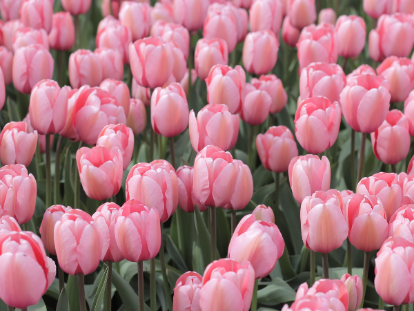 Hoa Tulip - Tặng tulip cho người yêu: ưu tiên sự rõ ràng Hoa Tulip - Tặng tulip cho người yêu: ưu tiên sự rõ ràng