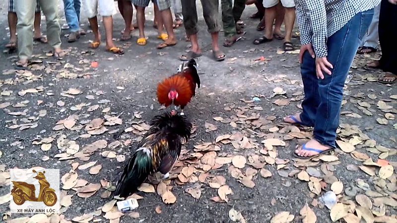 Trực tiếp đá gà - Video tư liệu và chương trình truyền hình Trực tiếp đá gà - Video tư liệu và chương trình truyền hình