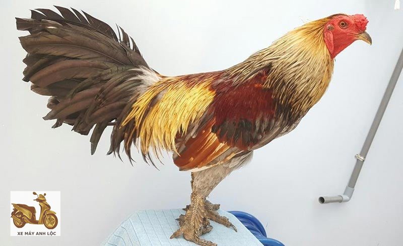 Trực tiếp đá gà - Cách xem rõ nét và an toàn Trực tiếp đá gà - Cách xem rõ nét và an toàn