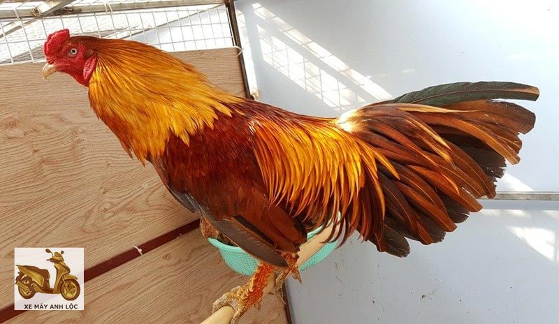 Trực tiếp đá gà - Lưu ý pháp lý khi xem và chia sẻ Trực tiếp đá gà - Lưu ý pháp lý khi xem và chia sẻ
