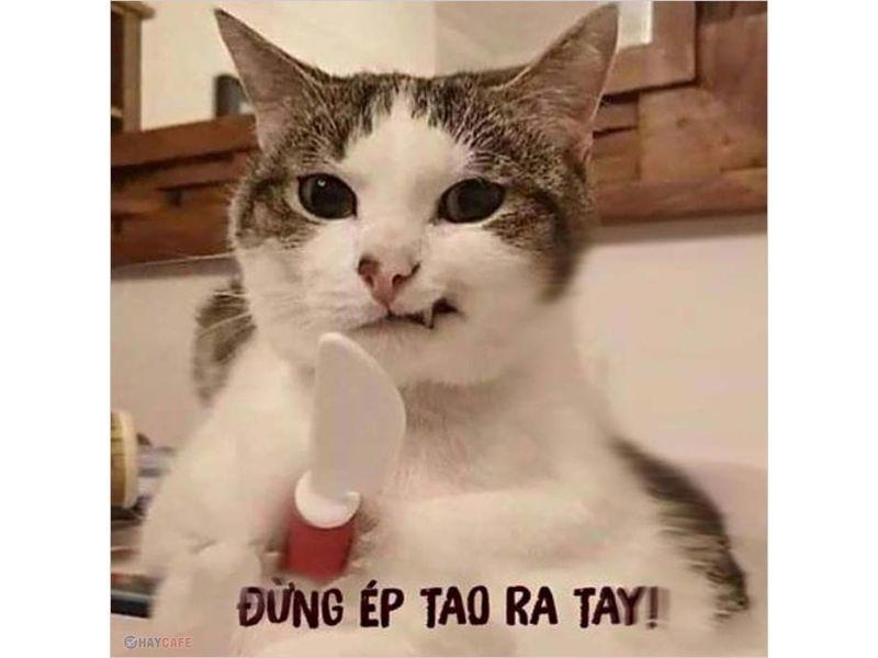 Meme mèo - 5
