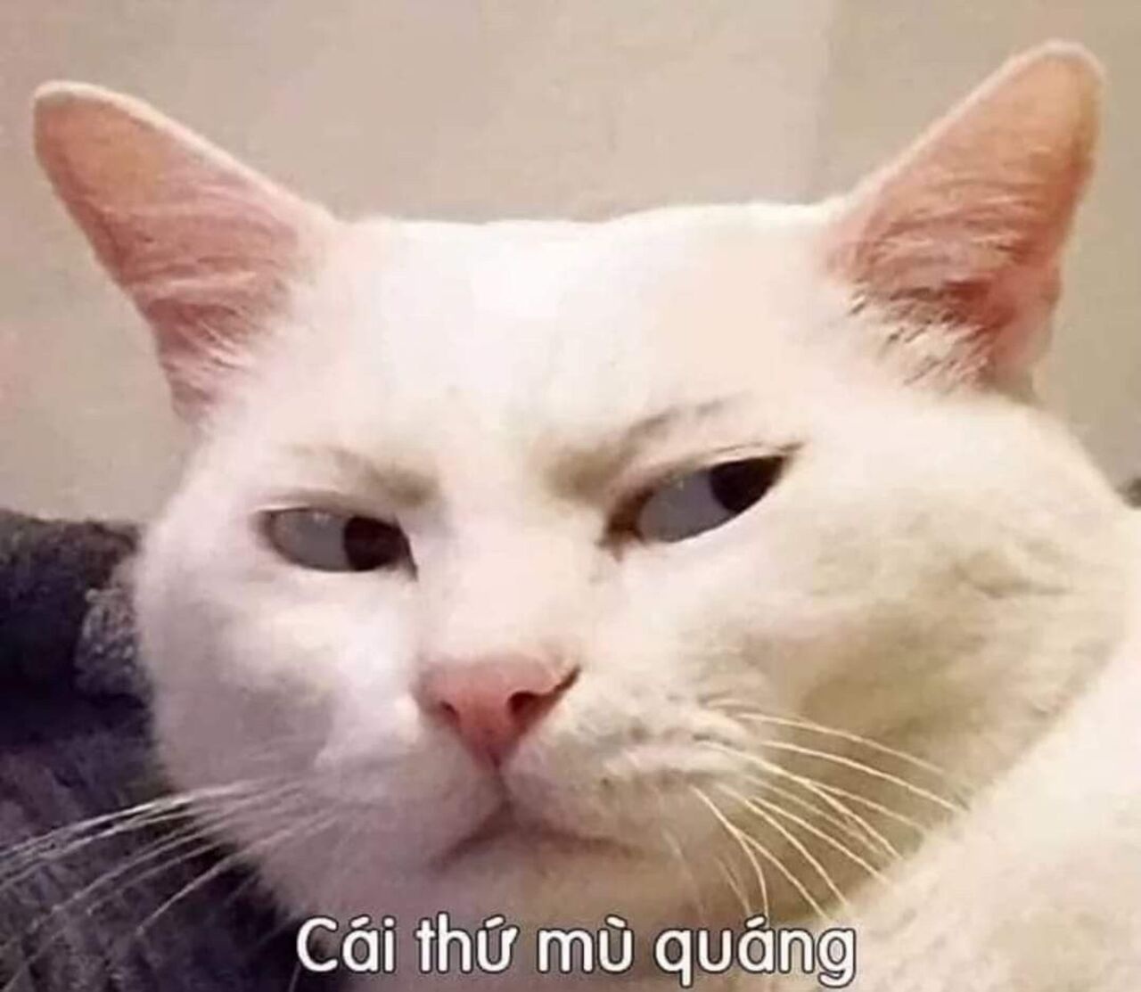 Meme mèo - 7
