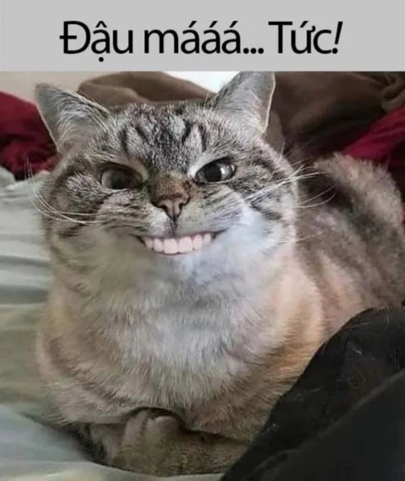 Meme mèo - 8