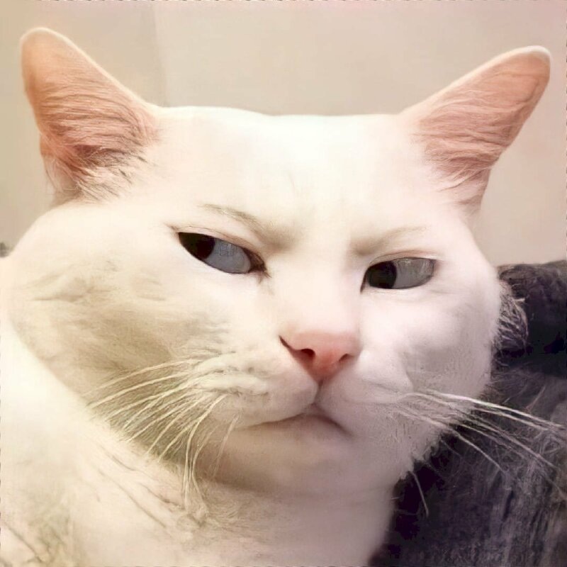 Meme mèo - 9