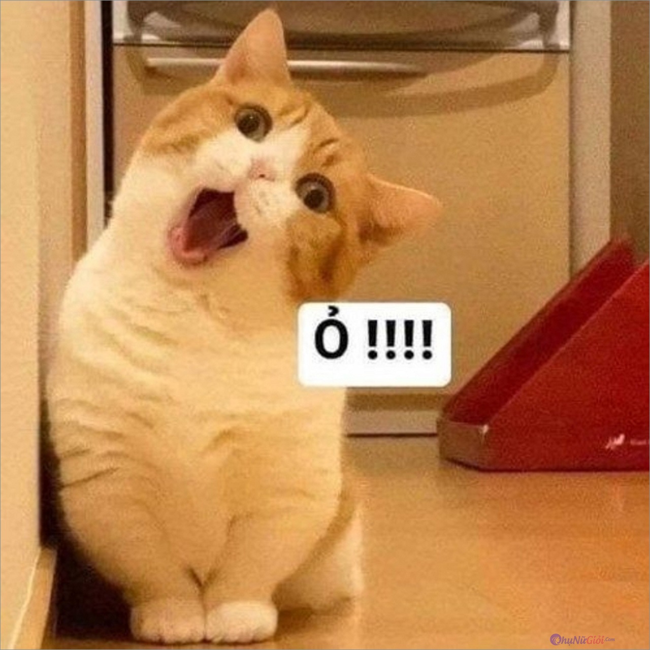 Meme mèo - 10