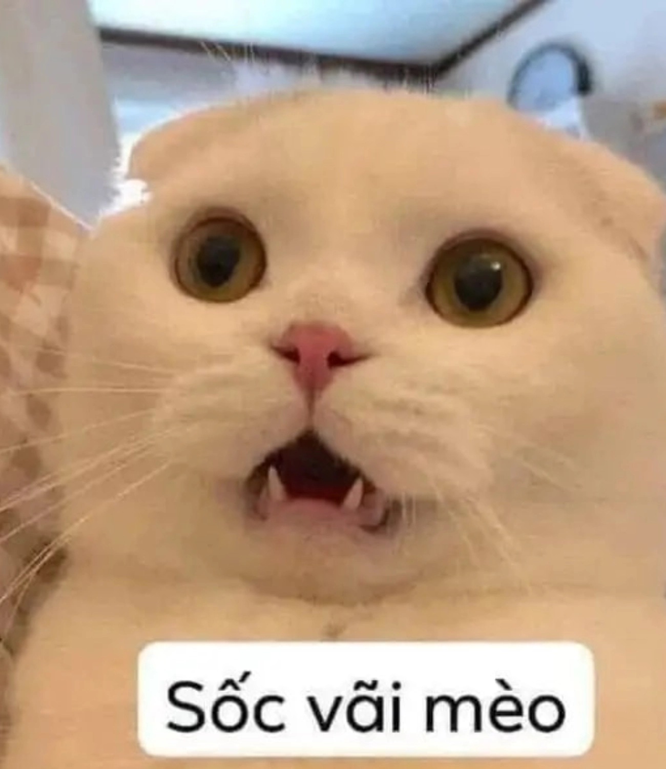 Meme mèo - 11