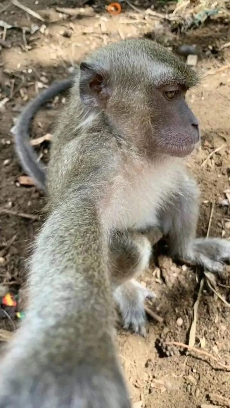 Meme con khỉ - Chọn meme con khỉ đúng với câu chuyện Meme con khỉ - Chọn meme con khỉ đúng với câu chuyện