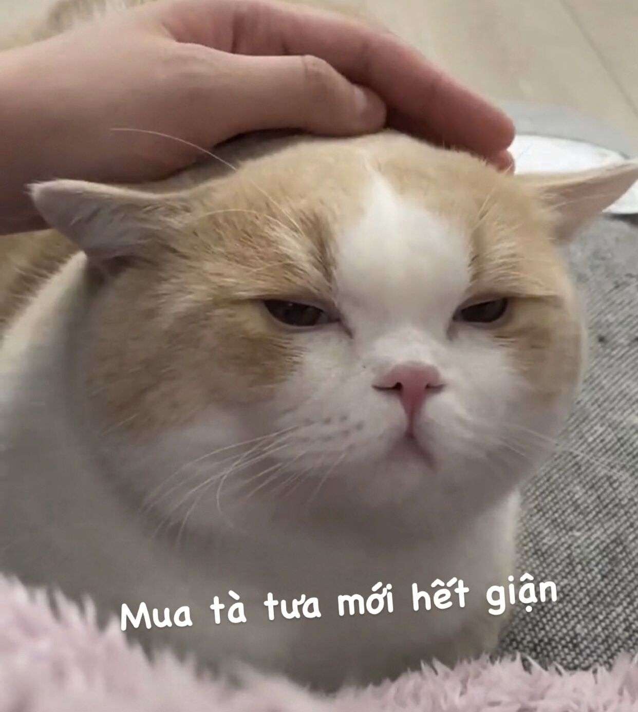 Meme mèo - 13