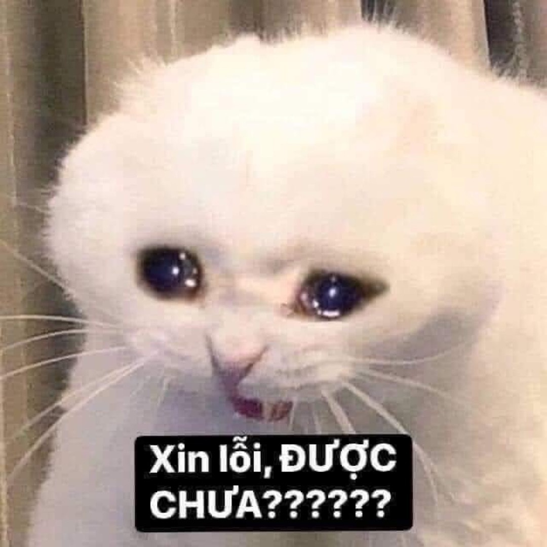 Meme mèo - 14