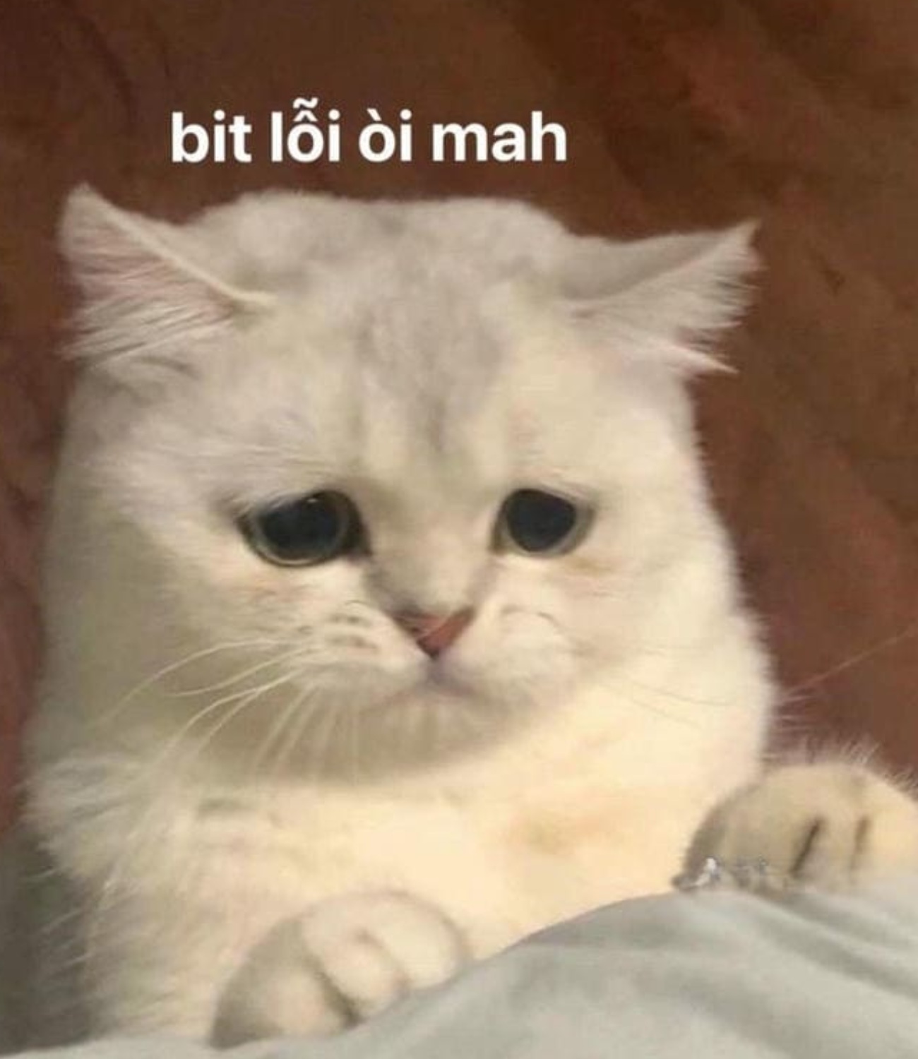 Meme mèo - Chọn meme mèo theo sắc thái muốn gửi Meme mèo - Chọn meme mèo theo sắc thái muốn gửi