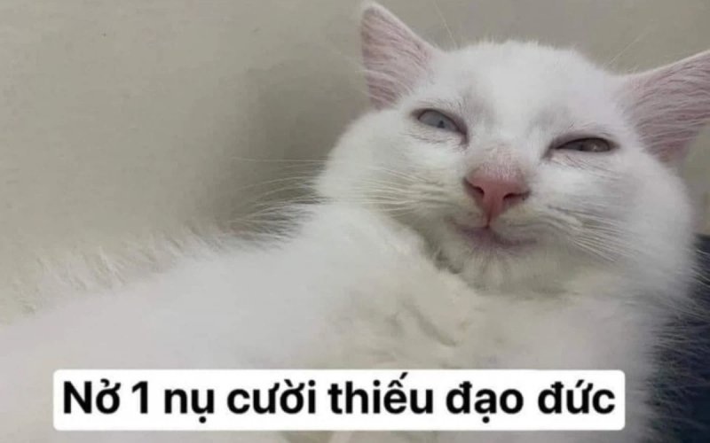 Meme mèo - 16