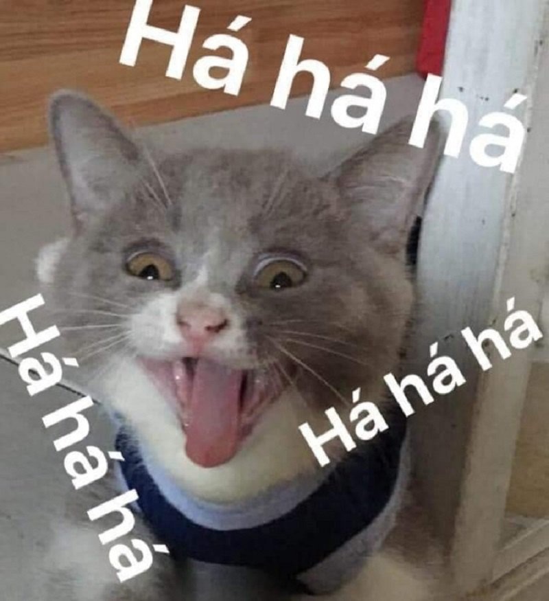 Meme mèo - 20