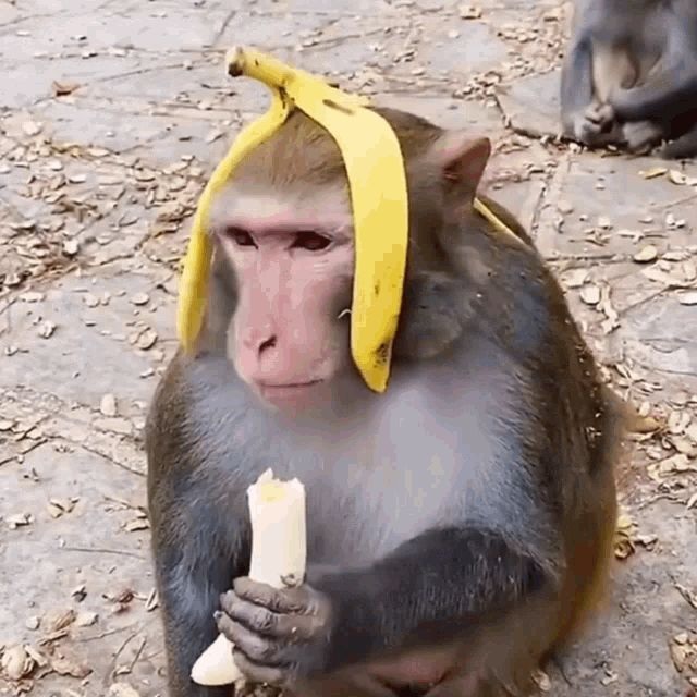 Meme con khỉ - 21
