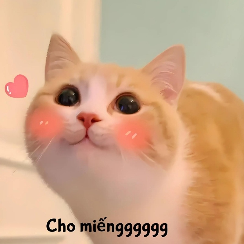 Meme mèo - 21