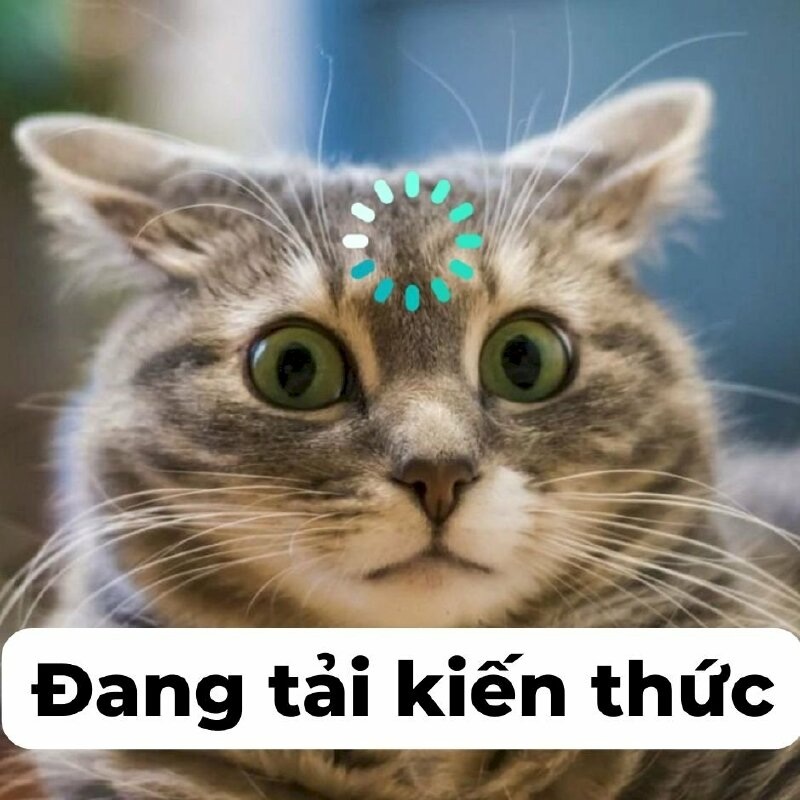 Meme mèo - 22
