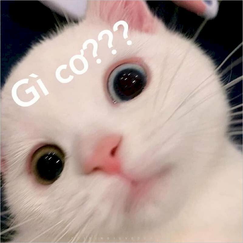 Meme mèo - 24