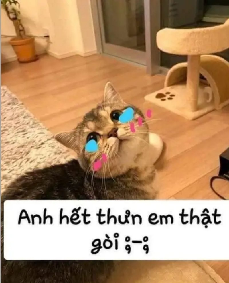 Meme mèo - 25