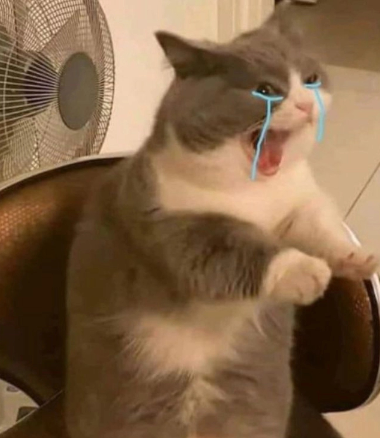Meme mèo - 27