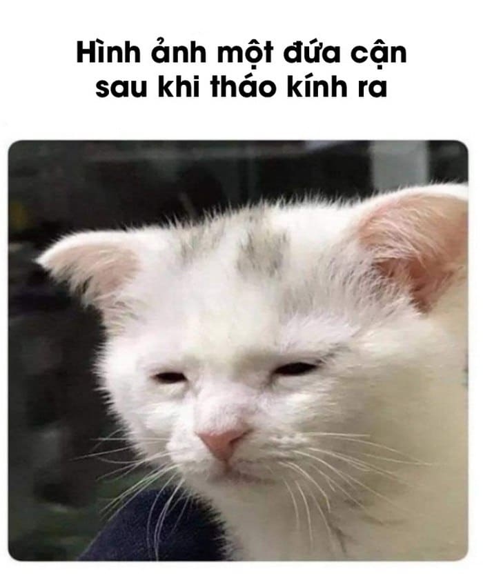 Meme mèo - 30