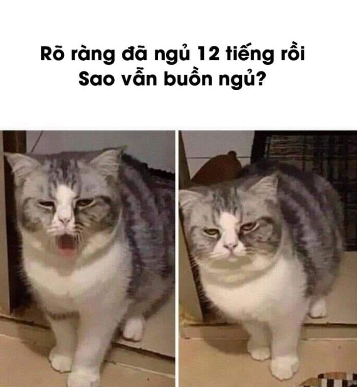Meme mèo - 31