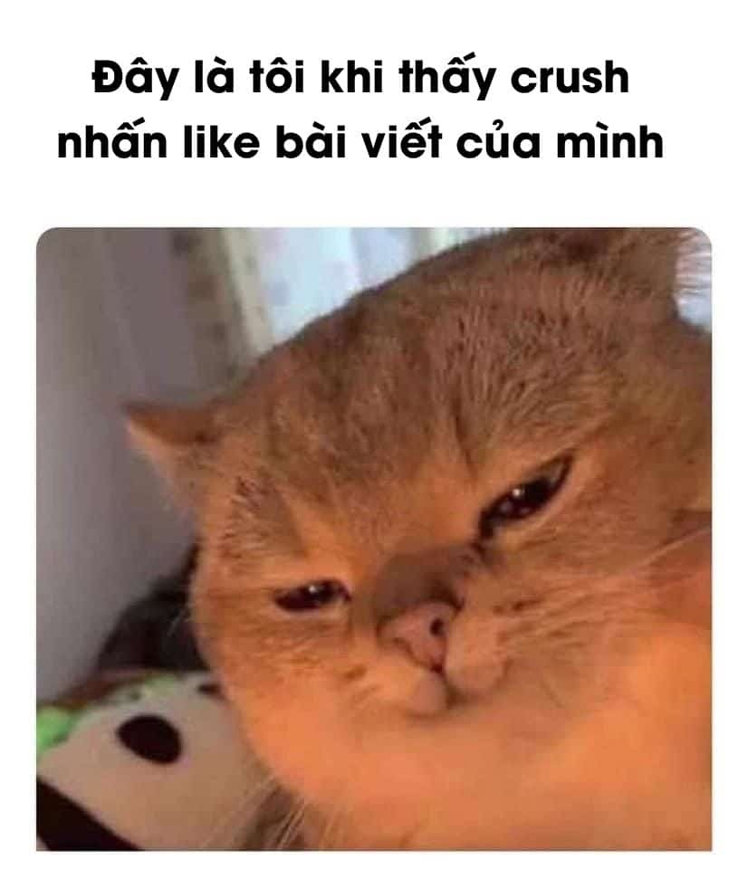 Meme mèo - 32