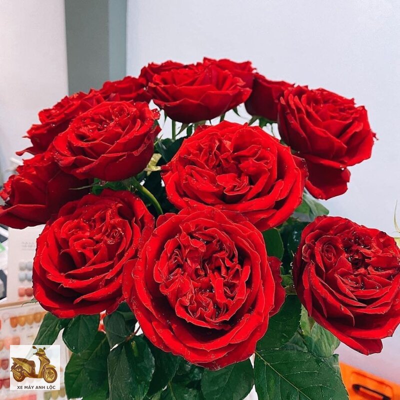Hoa hồng - Vì sao loài hoa này giữ được chỗ đứng riêng Hoa hồng - Vì sao loài hoa này giữ được chỗ đứng riêng