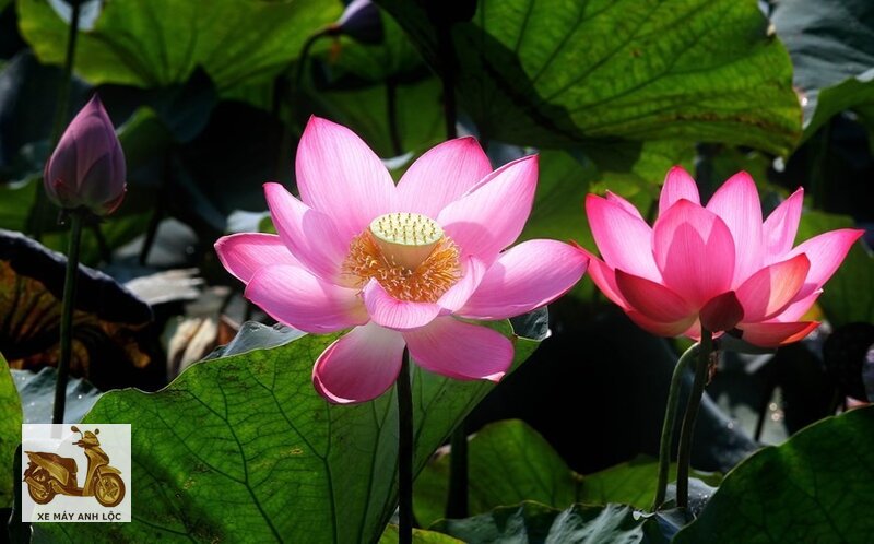 Hoa sen - Từ bông đến ngó, gần như không bỏ phần nào Hoa sen - Từ bông đến ngó, gần như không bỏ phần nào