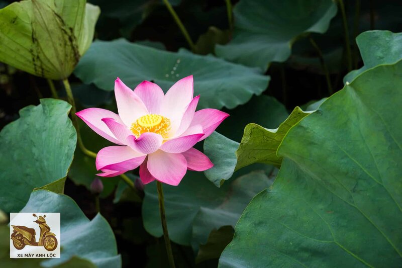 Hoa sen - Bảng đối chiếu bộ phận, công dụng và lưu ý Hoa sen - Bảng đối chiếu bộ phận, công dụng và lưu ý
